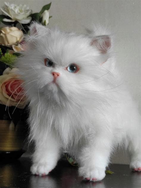 Persian Cat Breed. . Www persiankitty com